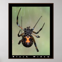 Black Widow Print