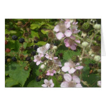Blackberries Greeting Card