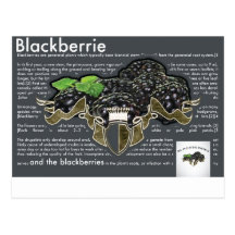 Blackberries Postcard Cartoes Postais