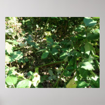 Blackberries!! Print