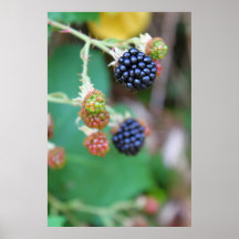 Blackberries Poster