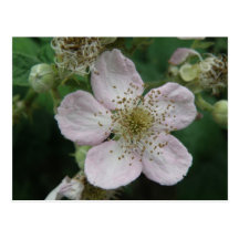 Blackberry Flower Macro Postcard