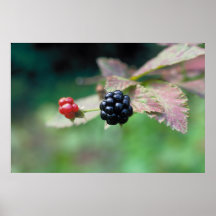Blackberry Posters