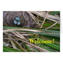Blackbird Blue Cards