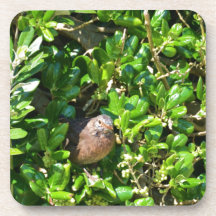 Blackbird in a laurel bush beverage coaster