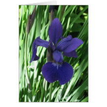Blank_Blue Iris Greeting Cards