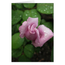 Blank-Bud Pink Dewdrop Greeting Card