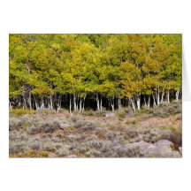 Blank Card with Aspen Tree in the Falls