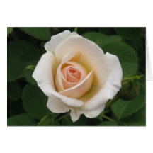 Blank-Cream Rose Cards