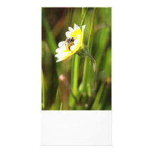 Blank Photo Card, Bumble Bee
