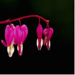Bleeding-heart Photo Cutouts