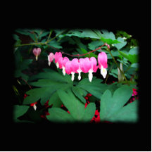 Bleeding Hearts. Pink Flowers. Photo Sculpture