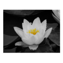 Blk&Wht Water lily Post Cards