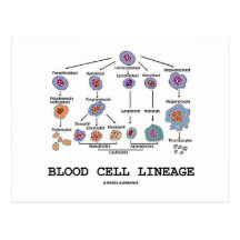 Blood Cell Lineage (Biology Health Medicine) Post Cards