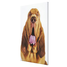 Bloodhound (St. Hubert Hound) with closed eyes, Canvas Prints