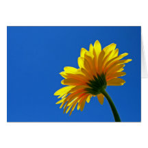 Bloom Daisy Notecard
