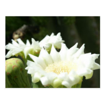Bloom of Arizona Post Cards