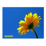 BLOOM! Postcard