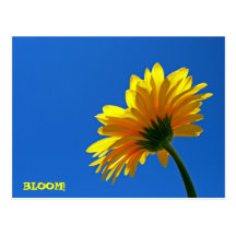 BLOOM! Postcard