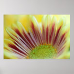 Blooming Bright Poster