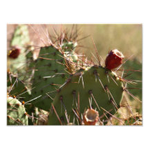 Blooming Cactus Photo Print