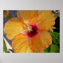 Blooming Hibiscus on Canvas Print