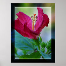 Blooming Hibiscus Poster
