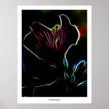 Blooming Hibiscus Posters