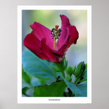 Blooming Hibiscus Poster