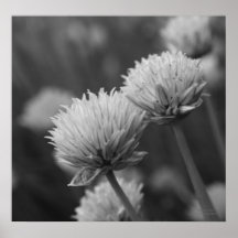 Blooming Scallions Floral Black White Print