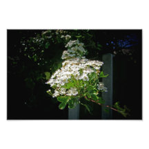 Blossom Branch Photograph