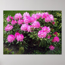 Blossom Frontier Print
