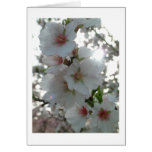 Blossom greeting card