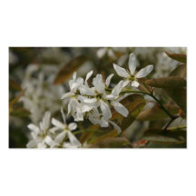 blossom of spring business card templates