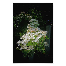 Blossom Photo