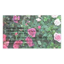 Blossoming Rose with differen shades of pink Business Card Template