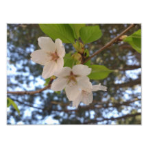 Blossoms Photograph