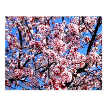 Blossoms Postcards