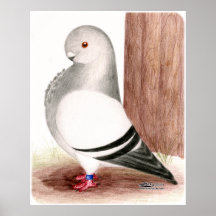 Blue African Owl Pigeon Poster