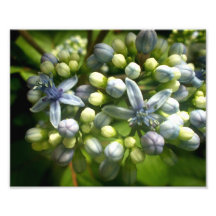 Blue and Cream Flowers Photo Print