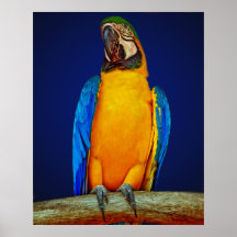 Blue and Gold Macaw Posters