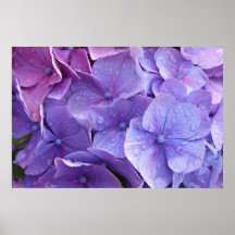Blue and pink hortensia close up posters