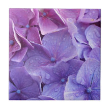 Blue and pink hortensia close up tile