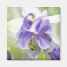 Blue And White Frilly Columbine Magnet