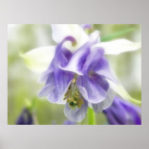 Blue And White Frilly Columbine Print