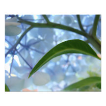Blue art prints nature Hydrangea Floral artwork Photo