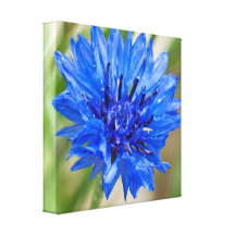 Blue Bachelor Button Canvas Print