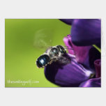 Blue Bee with Silver Fur cards