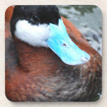 Blue Billed Duck Cork Coasters