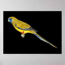Blue Bonnet Parrot - Northiella haematogaster Print